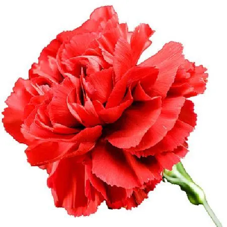 Carnation Pure Floral Absolutes Oils 1